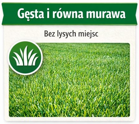 Gęsta i równa murawa z trawy z rolki bez łysych miejsc