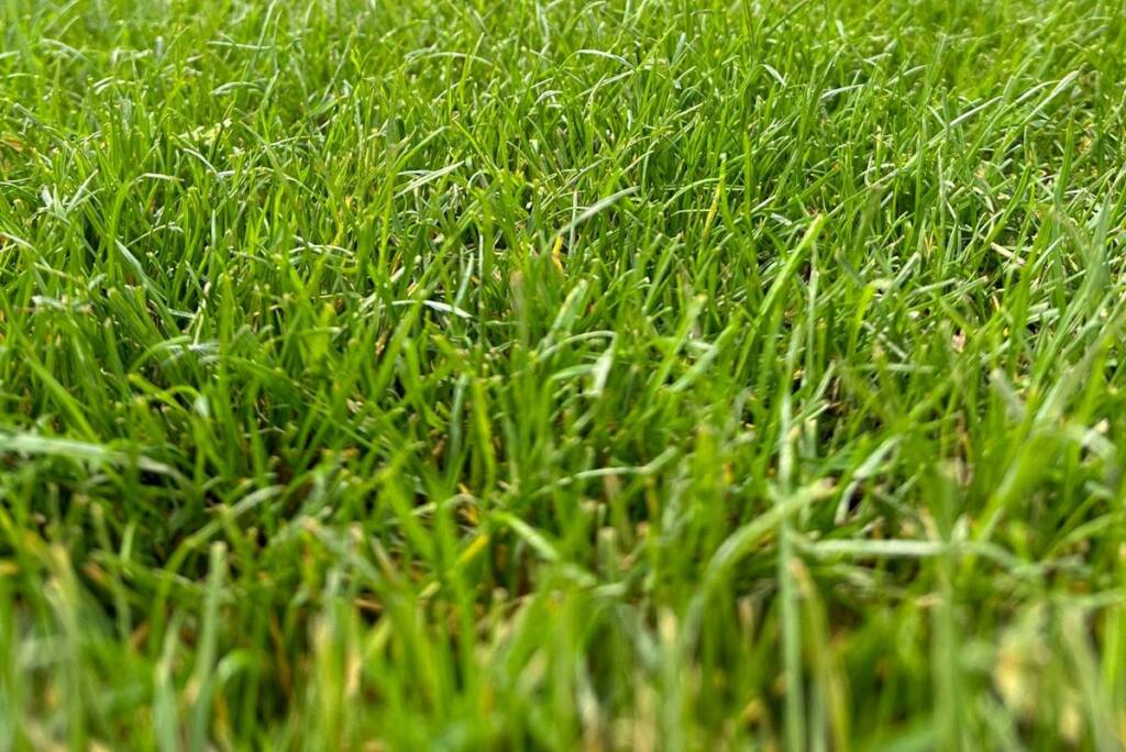 trawa z roki po drugim koszeniu, piękna i zielona