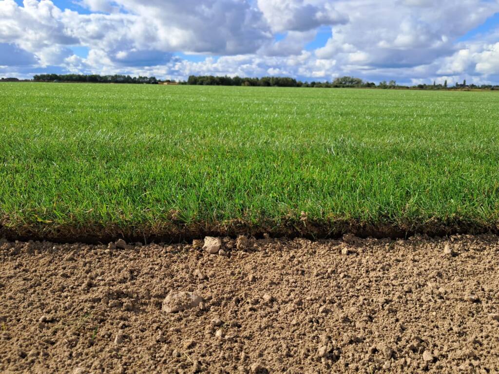 pole trawy z rolki na plantacji