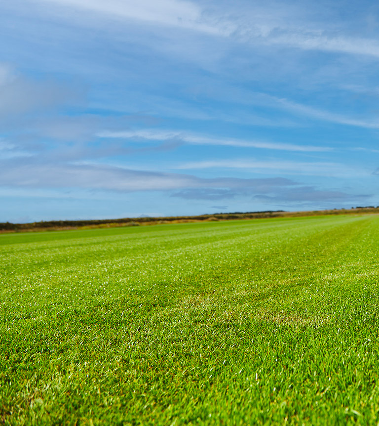 Pole plantacji trawy z rolki trawnikproducent.png