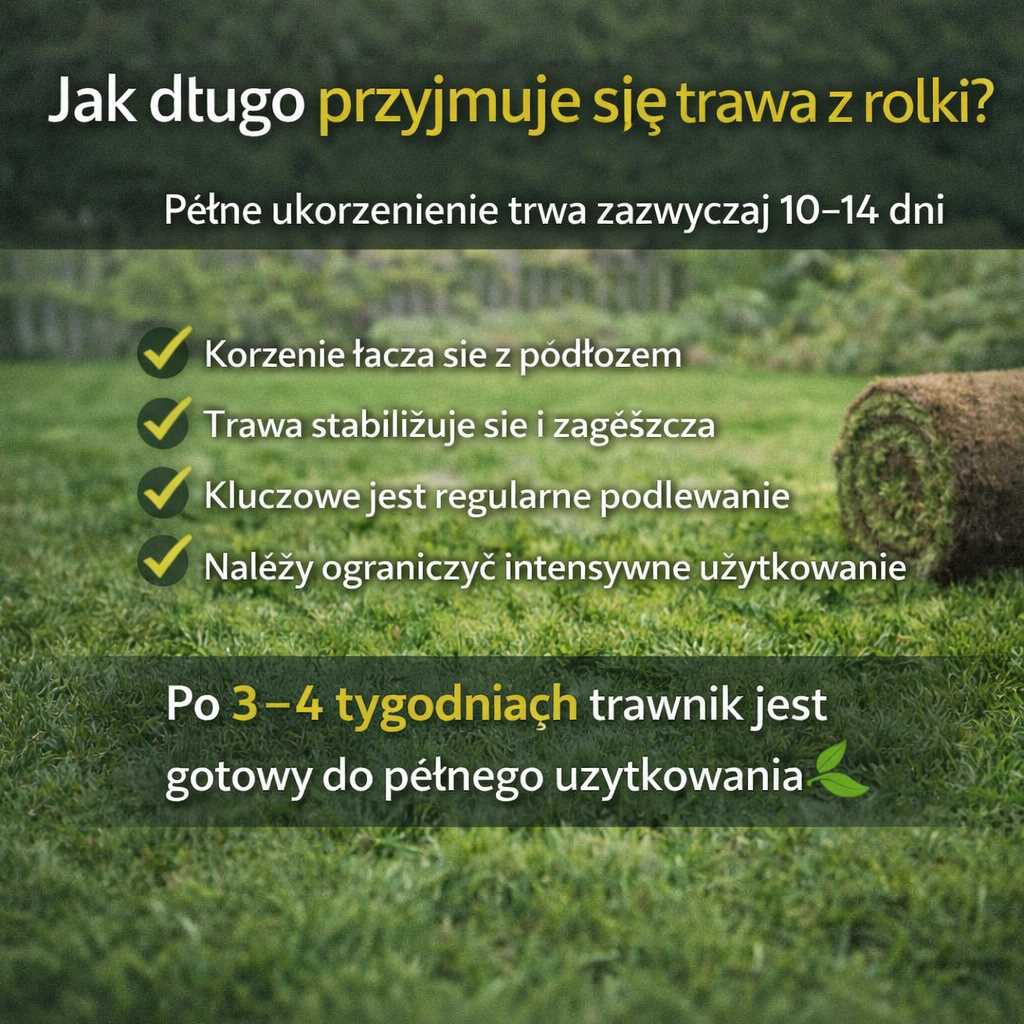 Jak długo się przyjmuje trawa z rolki – proces ukorzeniania świeżo ułożonego trawnika w ogrodzie