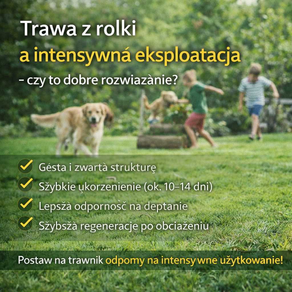 Intensywna eksploatacja trawnika – trawa z rolki odporna na deptanie w ogrodzie rodzinnym