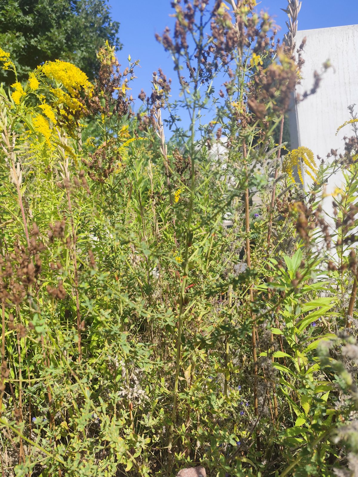 Roślina po kwitnieniu na obrzeżu — dziurawiec zwyczajny