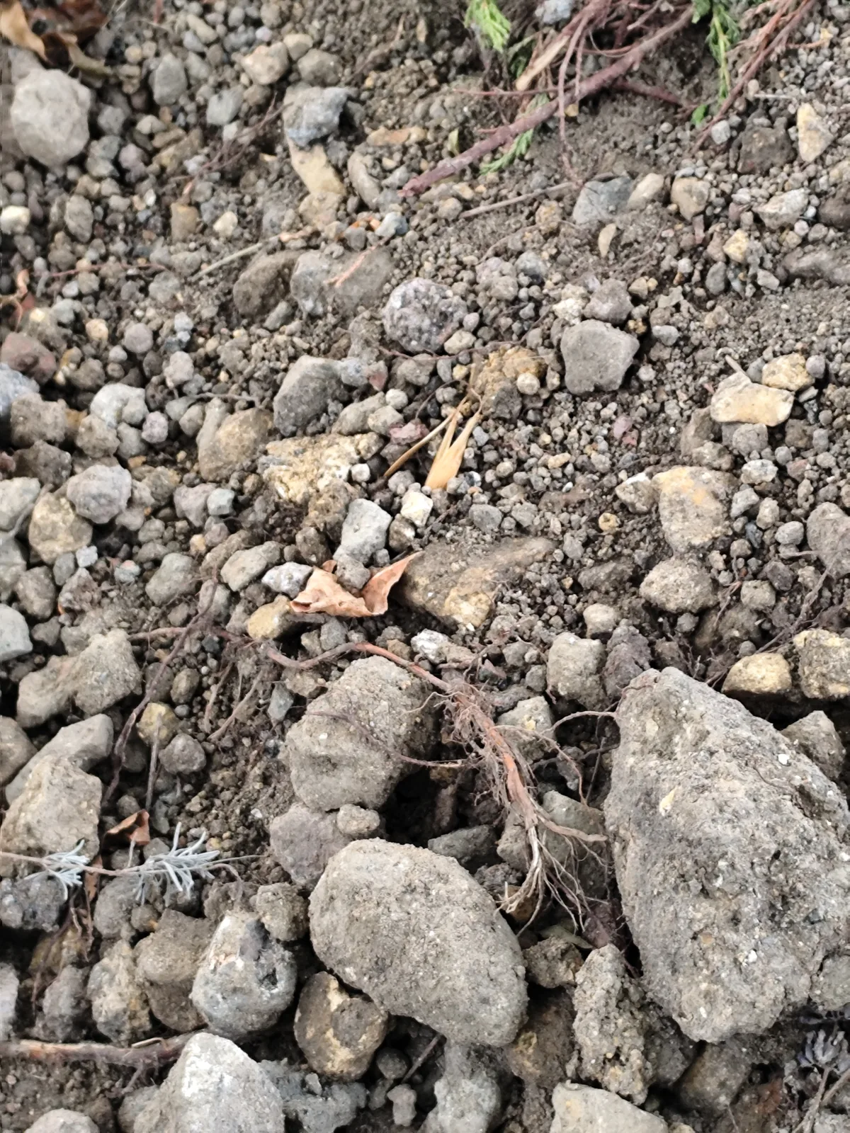 Zbliżenie kamieni, fragmentów gruzu i resztek korzeni w ziemi pod trawnik