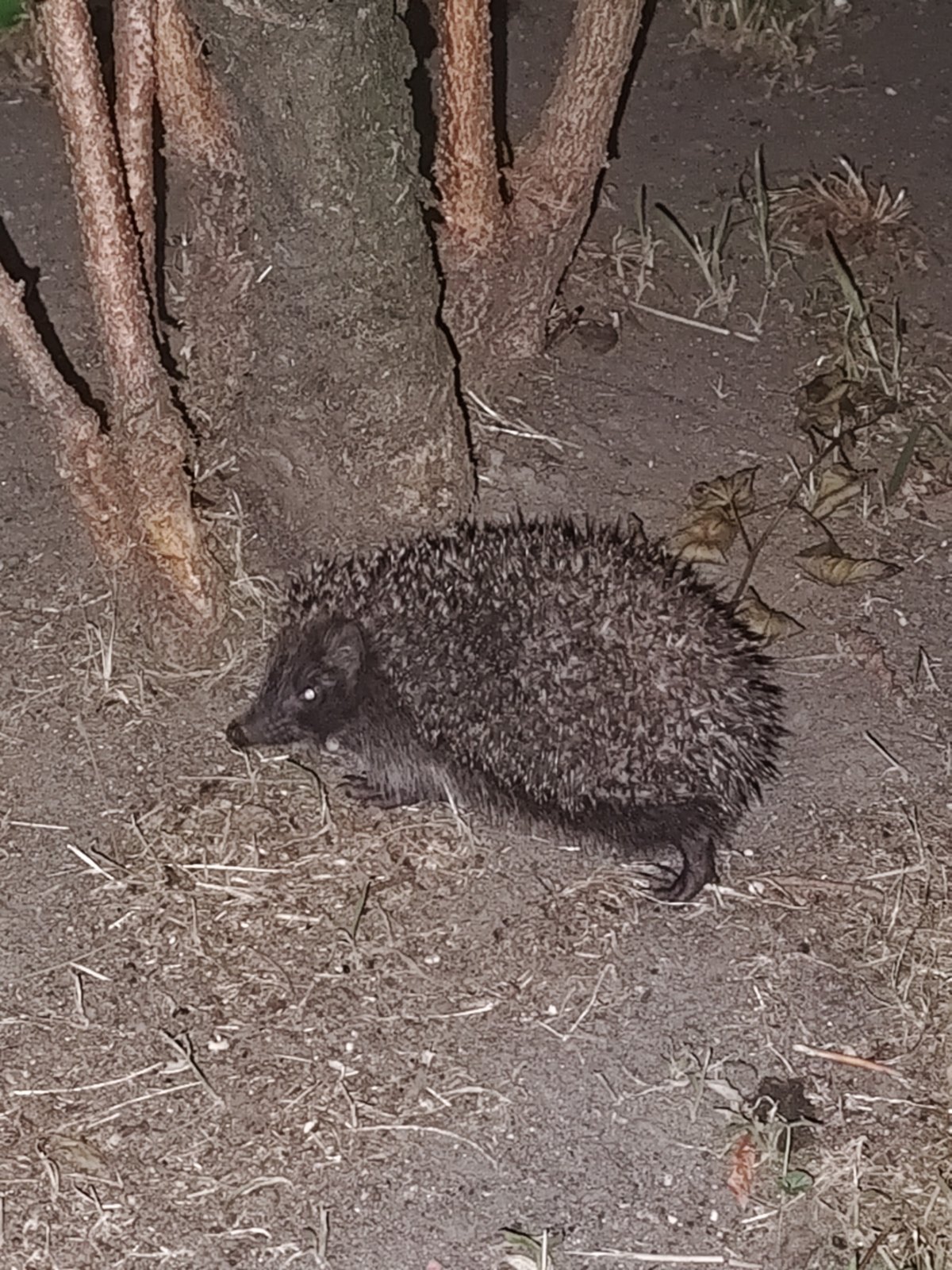 Jeż widziany z boku na ziemi obok pnia drzewa