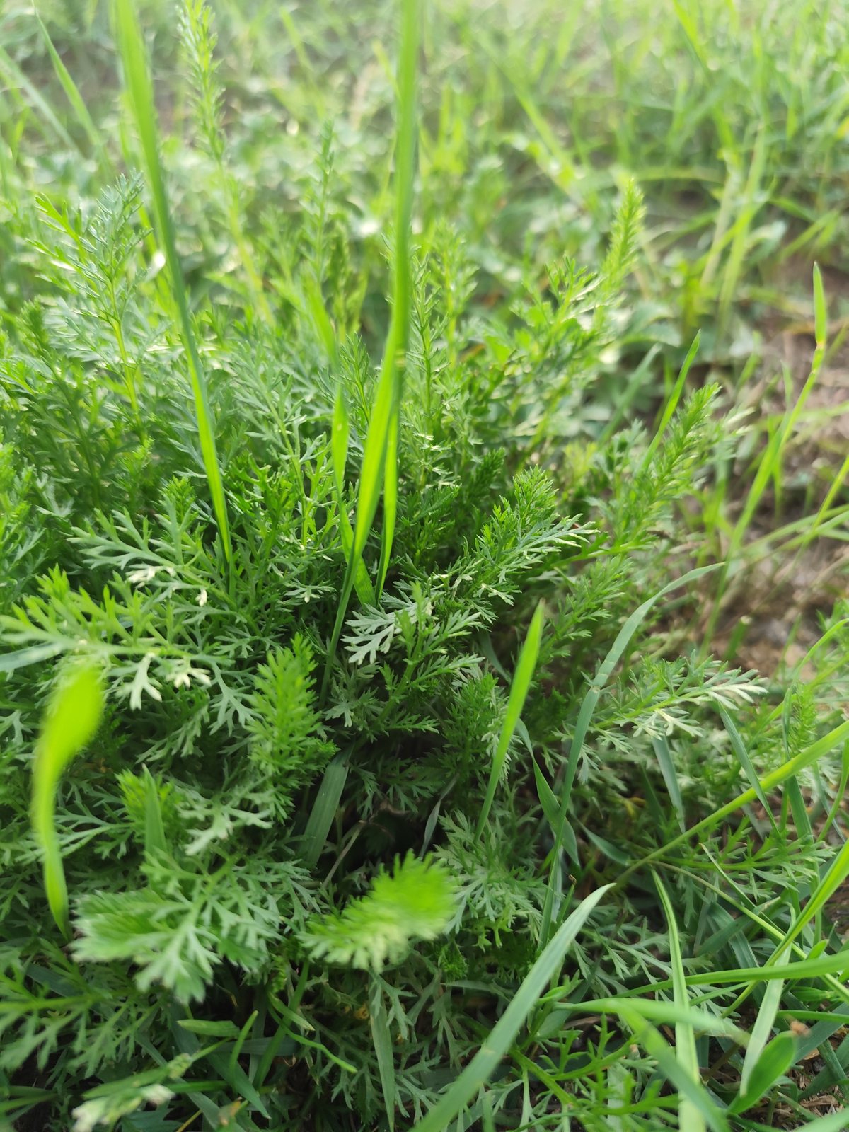Drobno podzielone liście krwawnika w trawie