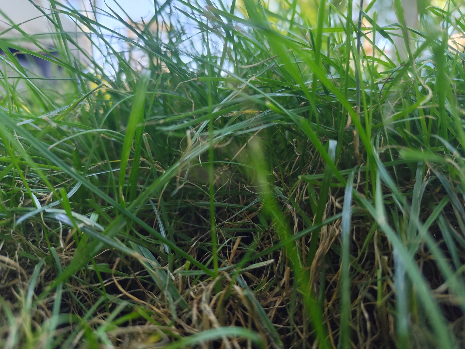 Żółte i martwe źdźbła widoczne pod warstwą wysokiej trawy