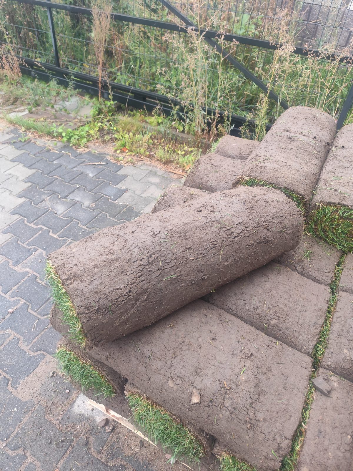 Pojedyncza zwinięta rolka darni leżąca na innych płatach trawy