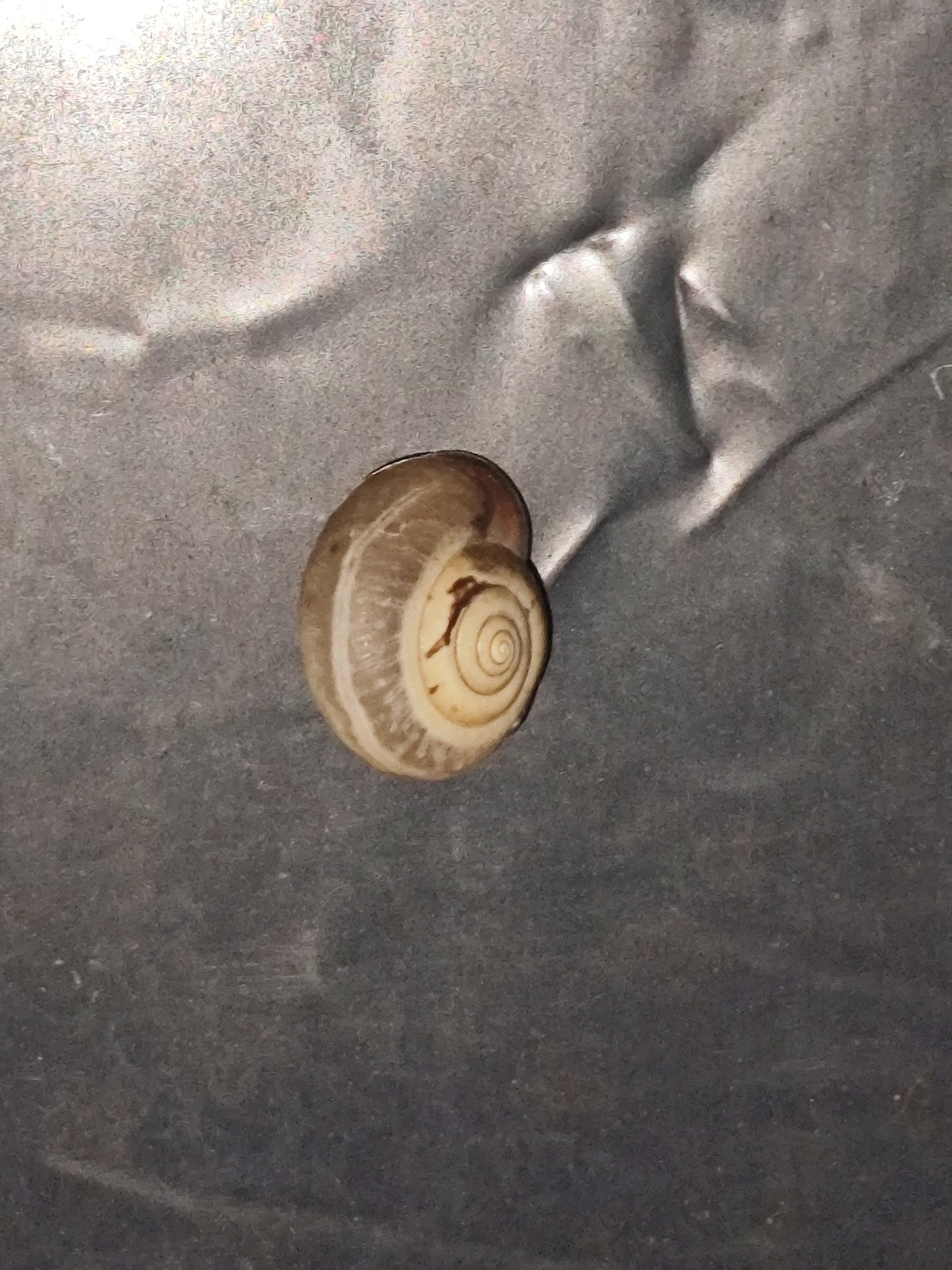 Jasna spiralna muszla ślimaka z ciemnymi pasami na szarej powierzchni