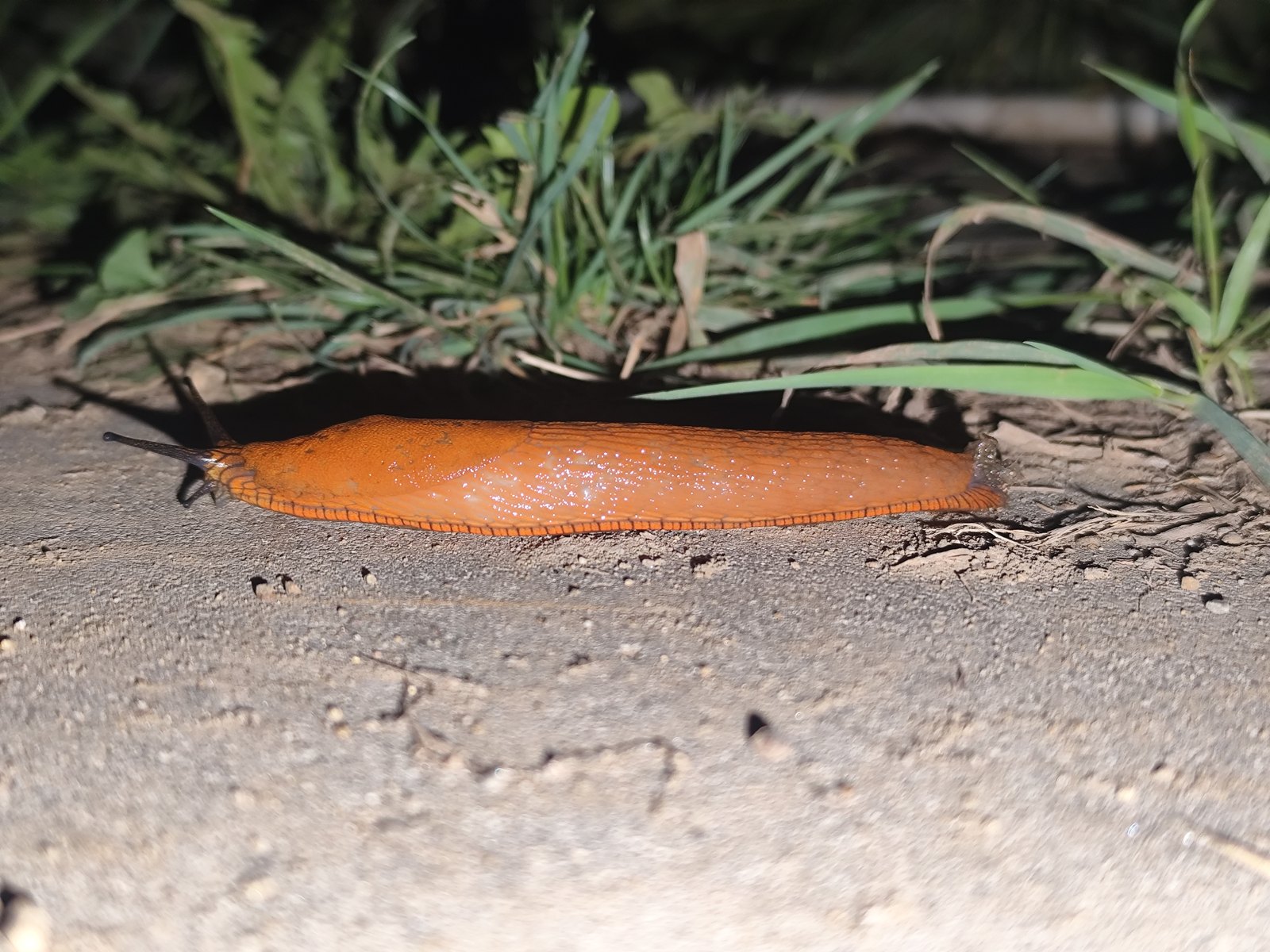 Pomarańczowobrązowy ślimak nagi na ziemi przy kępie trawy