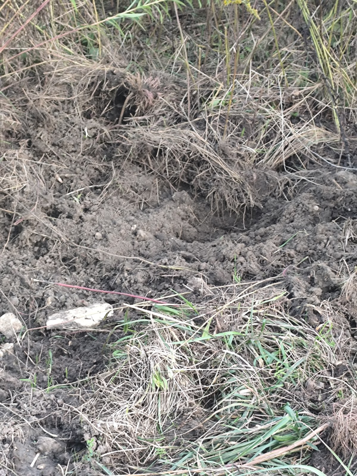 Naruszona sucha ziemia wśród roślinności