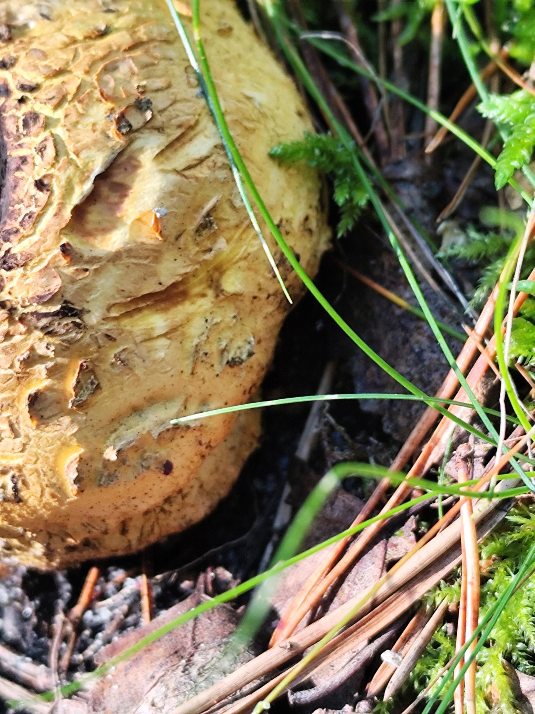 Zbliżenie żółtawej powierzchni tęgoskóra cytrynowego z nieregularnymi łuskami